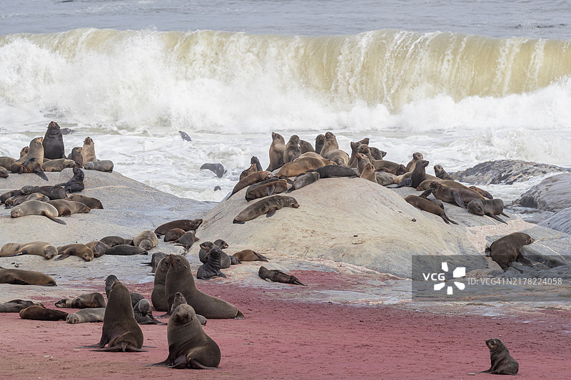 骷髅海岸上的海豹群图片素材