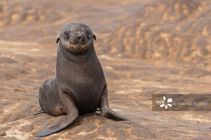 以为自己是哈巴狗的海豹图片素材