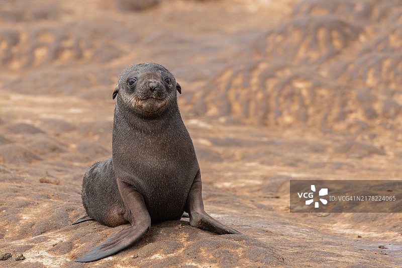 以为自己是哈巴狗的海豹图片素材