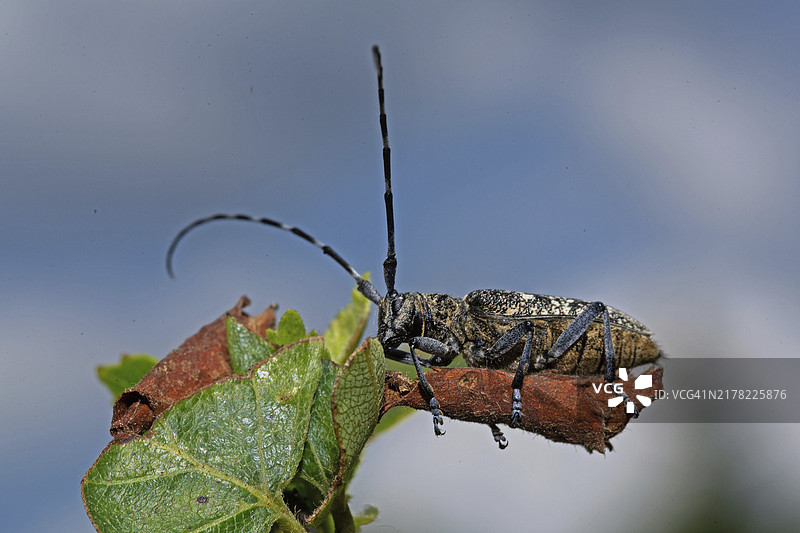 杨树天牛停留在棕色树叶上，望向蓝天图片素材