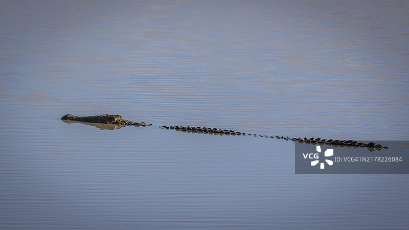 在南非曼耶莱蒂禁猎区水坑中游泳的鳄鱼图片素材