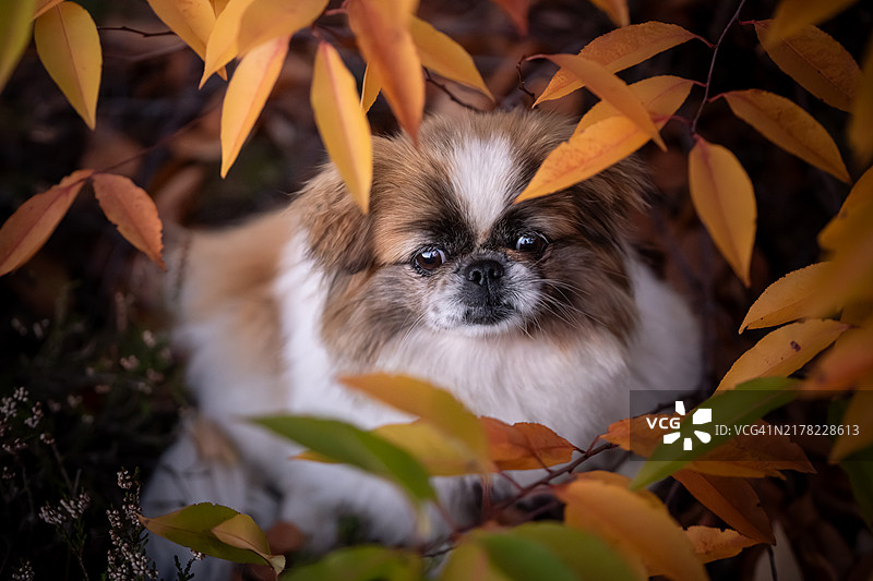 京巴犬的秋季肖像图片素材
