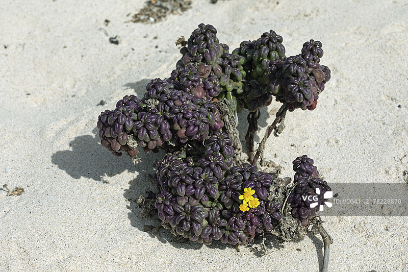 白叶黄菀，奥尔索拉附近的海滩，兰萨罗特岛图片素材