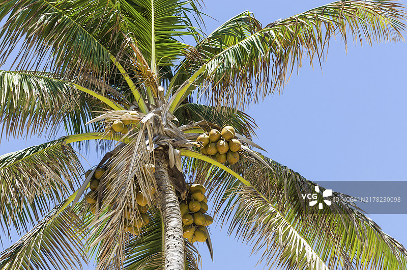 椰子树与天空的优美背景，绝佳的度假概念图片素材