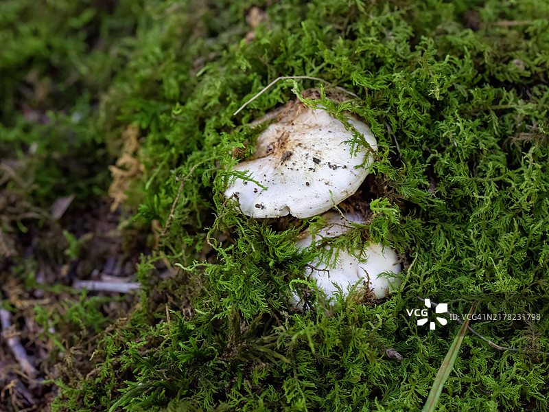鸽灰口蘑图片素材