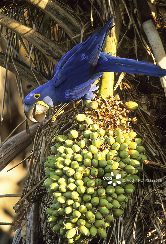 巴西潘塔纳尔的紫蓝金刚鹦鹉图片素材