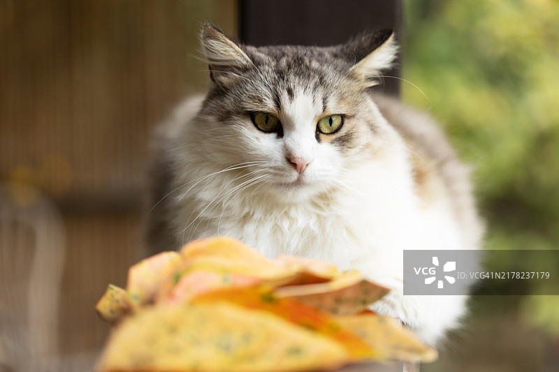 坐在秋叶旁露台上的西伯利亚猫图片素材