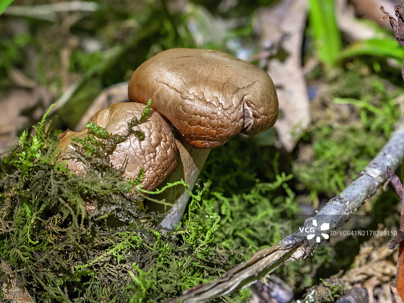 双孢蘑菇图片素材