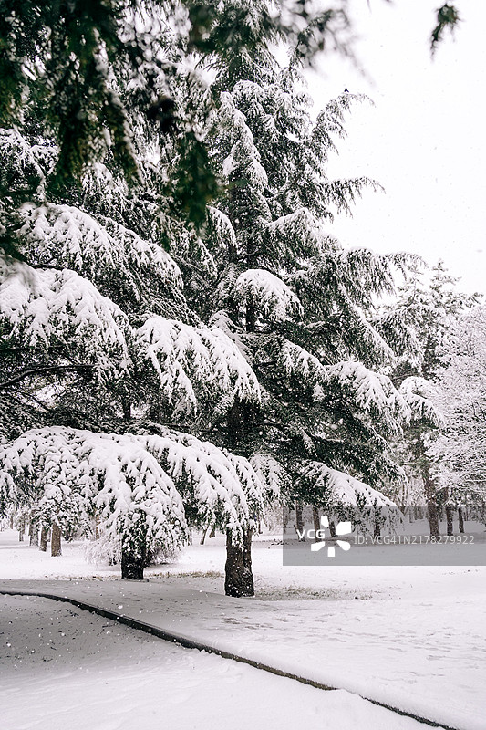 雪中公园针叶树小路图片素材