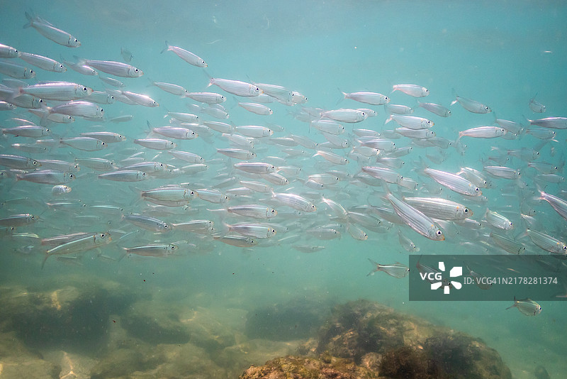 圣文森特和格林纳丁斯贝基亚海滩浅水区的鱼群图片素材