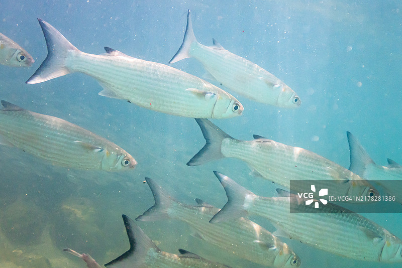 圣文森特和格林纳丁斯贝基亚海滩浅水区的鱼群图片素材