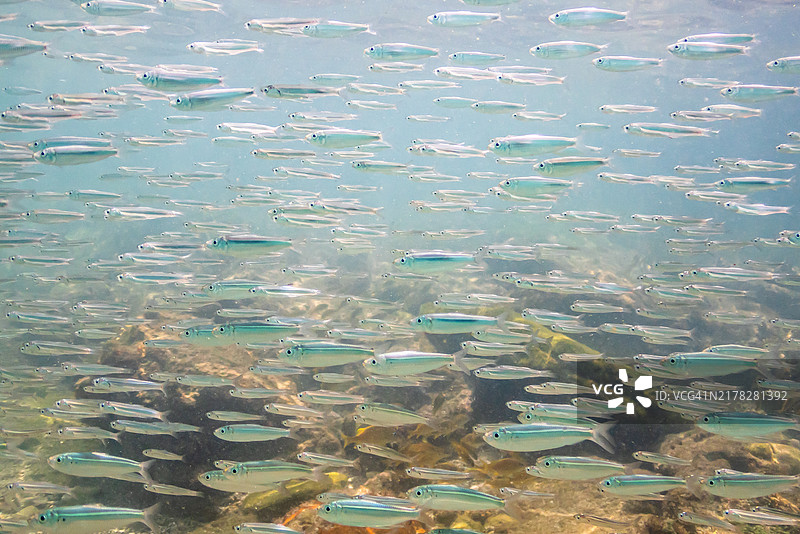 圣文森特和格林纳丁斯贝基亚海滩浅水区的鱼群图片素材