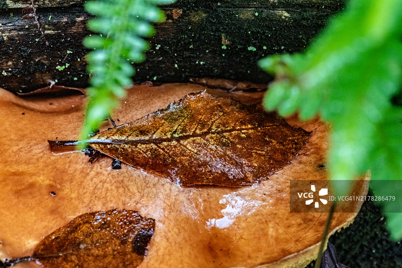 落在栗褐蘑菇帽上的落叶叶脉图片素材