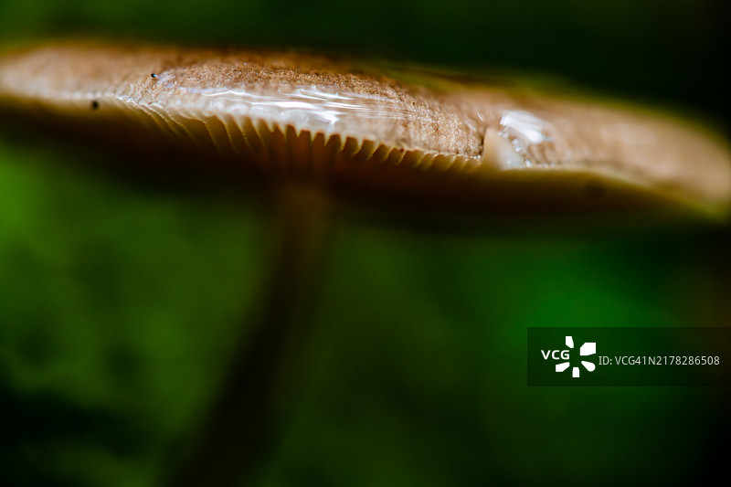 鹿茸菇的菌褶图片素材