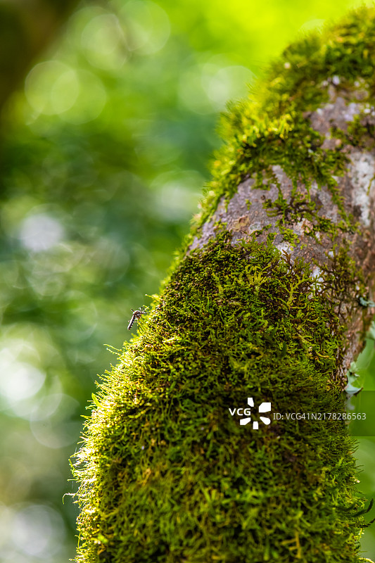 苔藓覆盖着树木图片素材