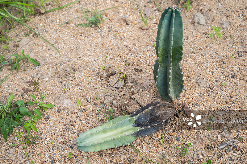 腐烂的Jamacaru仙人掌图片素材