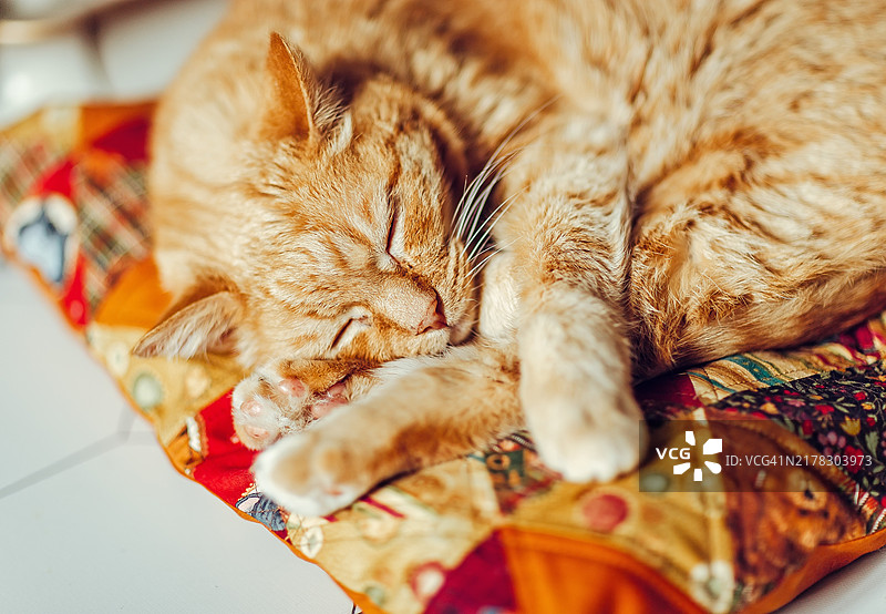 姜黄色猫咪在图案拼接的秋季枕头上睡觉休息。舒适的室内环境中，一只姜黄色猫咪在鲜艳的多色拼接靠垫上平静地睡觉的特写镜头。图片素材