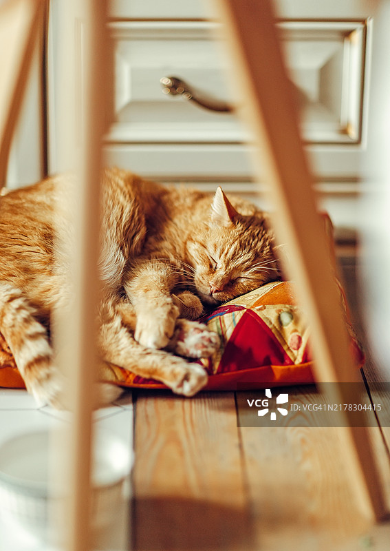 姜猫在木制家具旁的拼布垫上休息图片素材