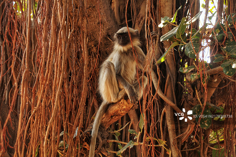 сидящий на тропическом дереве图片素材