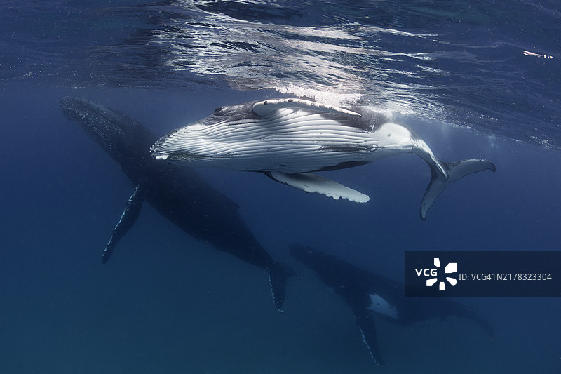 座头鲸母子在浅水中被雄性护卫追逐图片素材