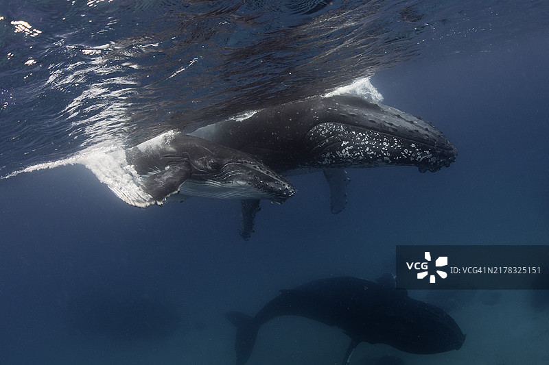 座头鲸母子在浅水中被雄性护卫追逐图片素材