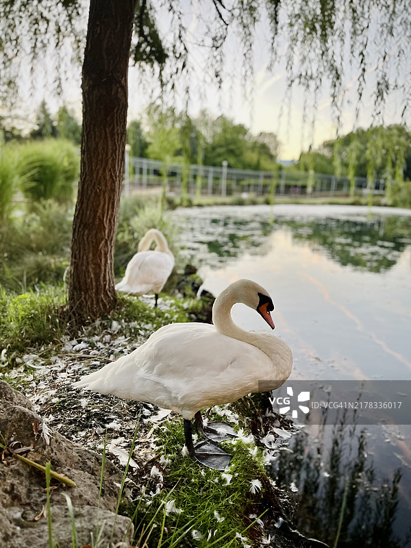 湖岸边美丽的天鹅图片素材