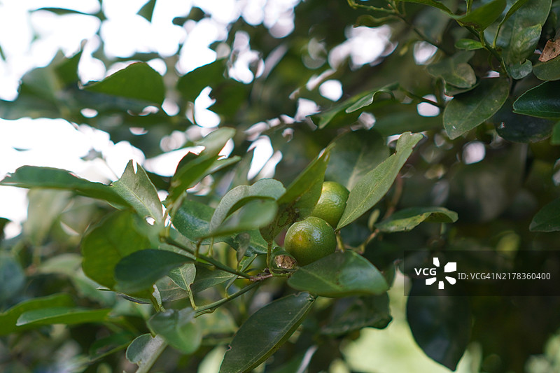 橙子树图片素材