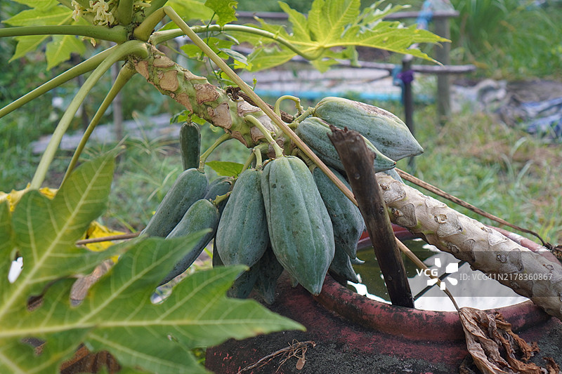 特写的青色木瓜果实，树木在自然背景中盛开，木瓜（Carica papaya L），食品背景图片素材
