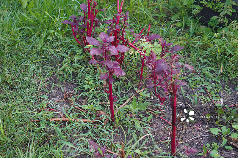 绿苋菜，苋科，红叶蔬菜，鲜艳盛开于花园，自然食品背景图片素材