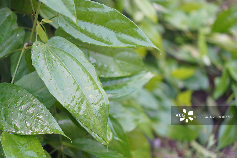 紫花泰国草药月桂钟藤，蓝色喇叭藤，月桂叶紫葳，林德尔紫葳。图片素材