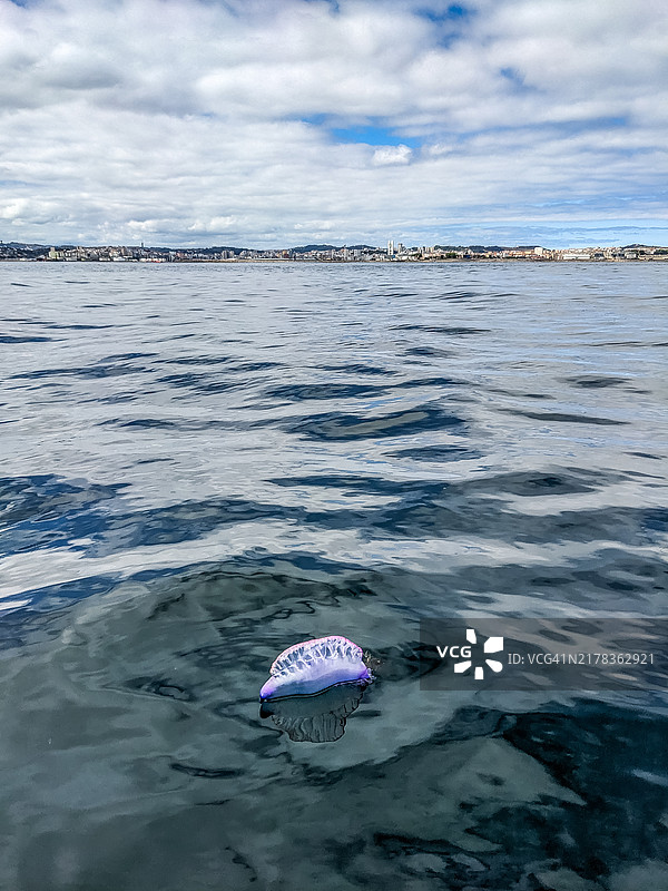 葡萄牙战舰水母（Physalia physalis）漂浮在海面上图片素材