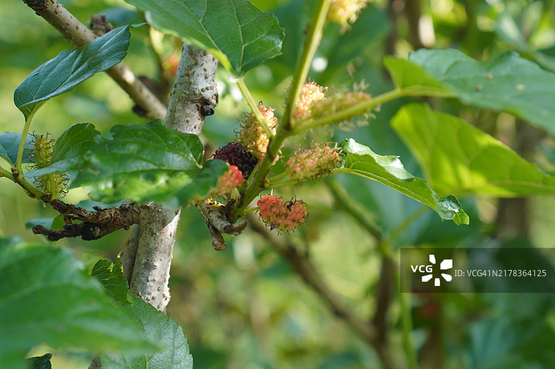 桑葚果在花园自然背景中盛开图片素材