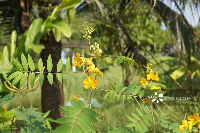 绿叶的塞纳树（Senna siamea Lam. Irwin and Barneby），豆科，凯萨尔平科，背景为自然环境，泰国草药食品图片素材