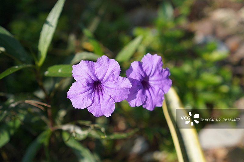水罐花、瓦特拉卡努、迷你根、铁根、热根、爆裂荚、饼干植物、特雷诺、托伊丁、爵床科、布里顿野生、墨西哥蓝钟花、紫色花朵的矮牵牛在自然背景的花园中盛开图片素材
