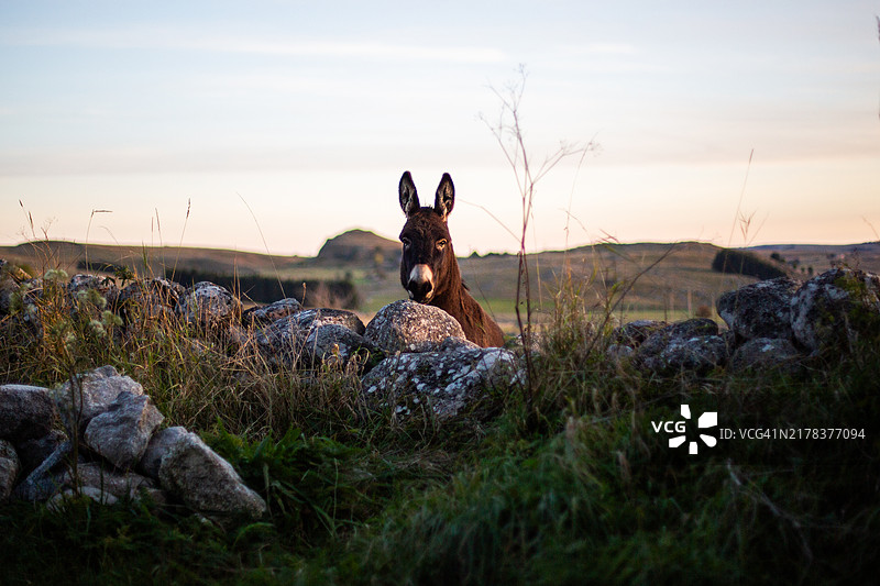 乡村 - 田野里的小驴图片素材
