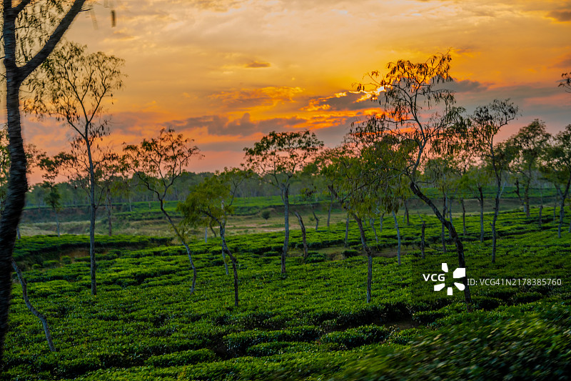 孟加拉国斯里曼甘的绿茶园上空的日落余晖图片素材