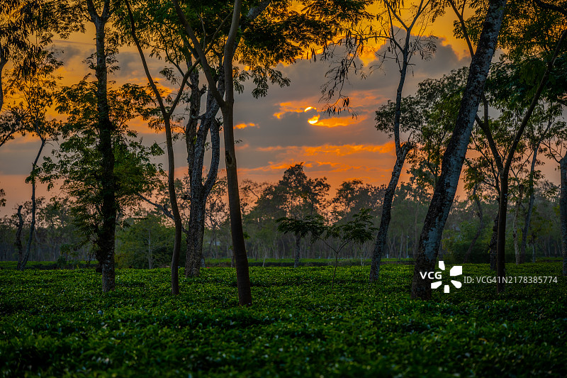 在斯里曼甘尔郁郁葱葱的茶园中透过树木的日落图片素材