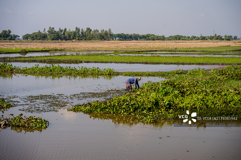 孟加拉国斯里曼甘尔的农民在照料水淹的田地图片素材