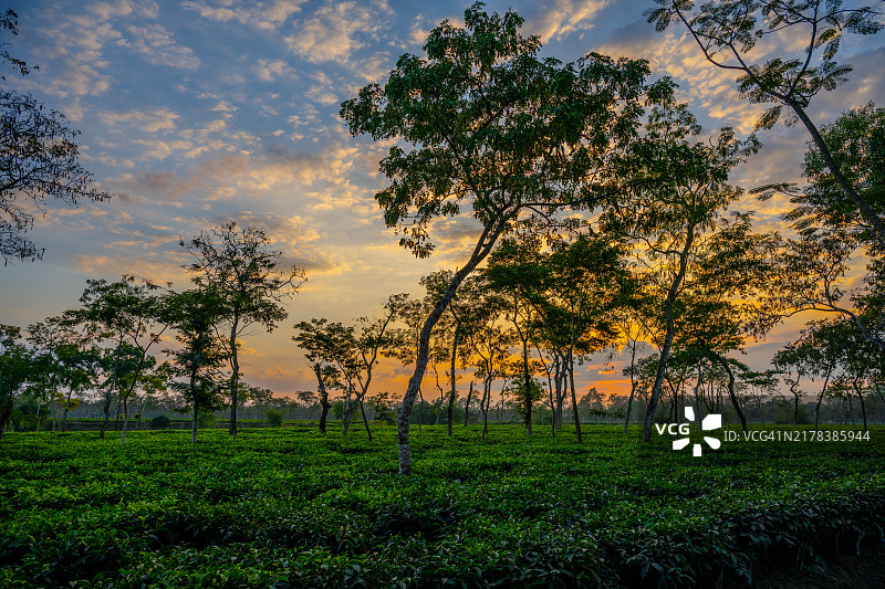 孟加拉国斯里曼甘的广袤茶园上的日落图片素材