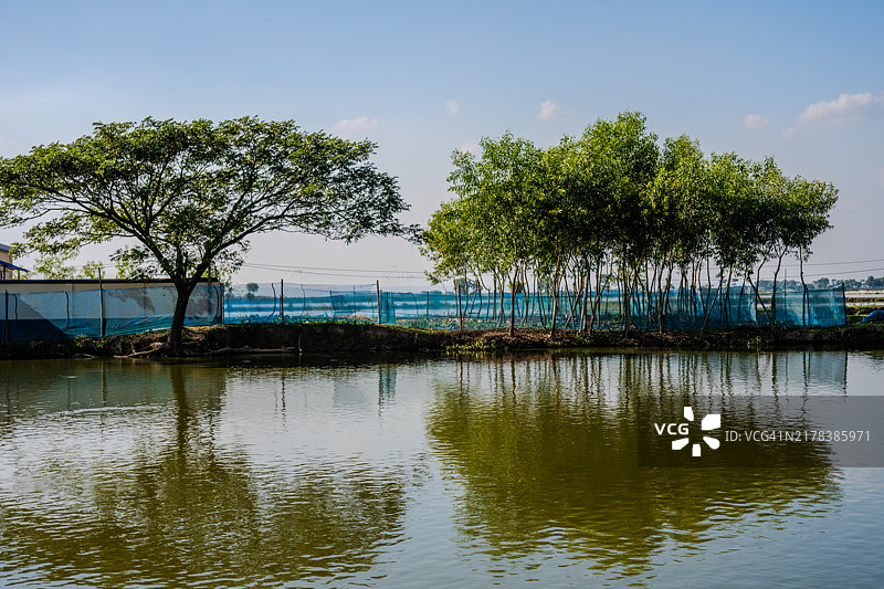 孟加拉国乡村斯里曼甘的宁静池塘映照着树木和围栏图片素材