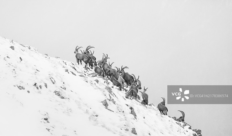 高山石羊图片素材