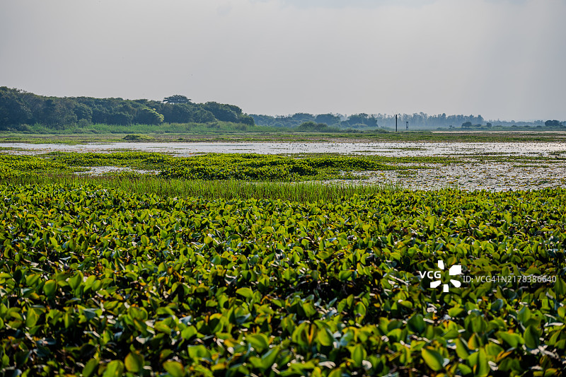 孟加拉国斯里曼甘湿地广袤的植被图片素材