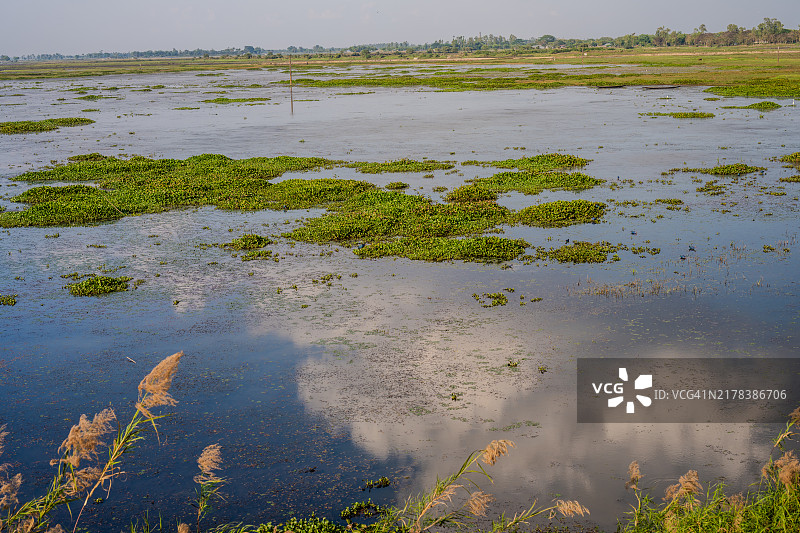 孟加拉国斯里曼甘的湿地倒影与漂浮植物图片素材