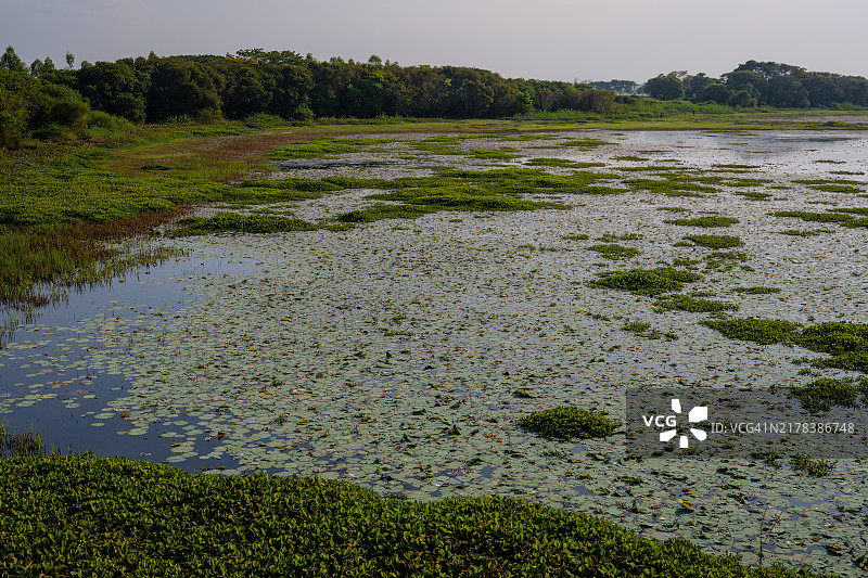 广阔的湿地与睡莲，斯里曼甘，孟加拉国图片素材