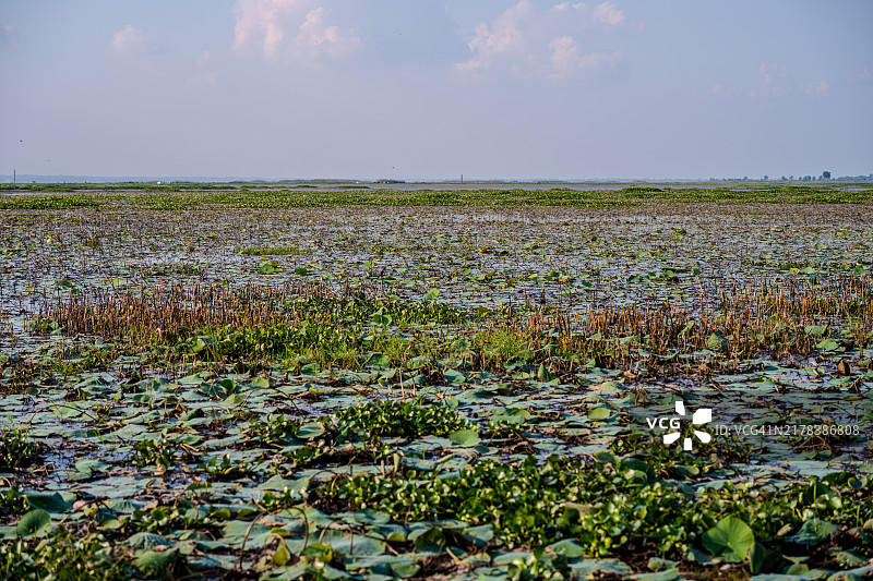 孟加拉国斯里曼甘的广阔湿地与水生植物图片素材