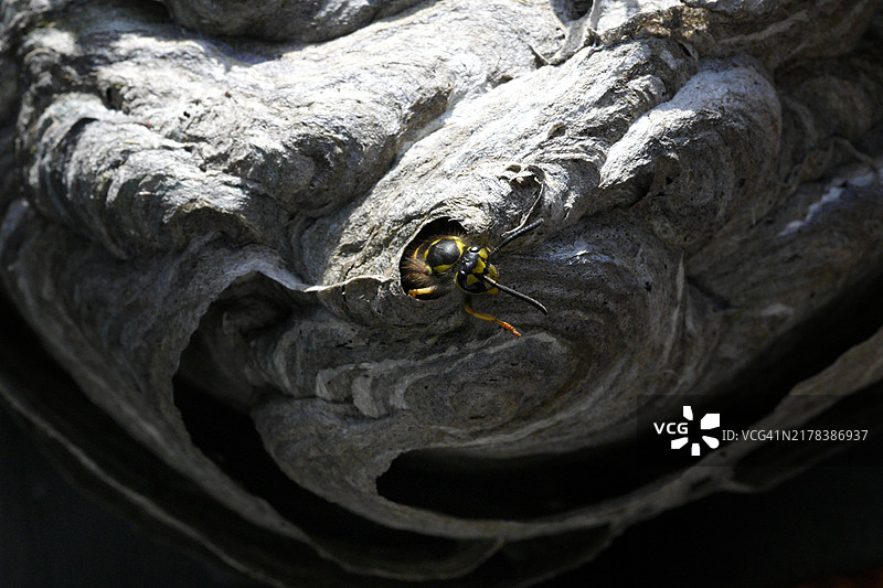 黄蜂筑巢图片素材