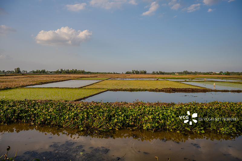 孟加拉国斯里曼甘的日落稻田图片素材