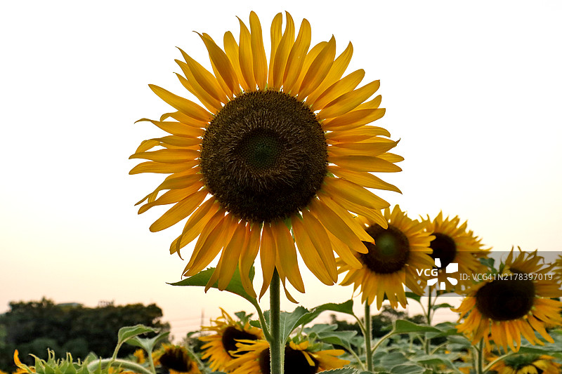日落时的向日葵图片素材