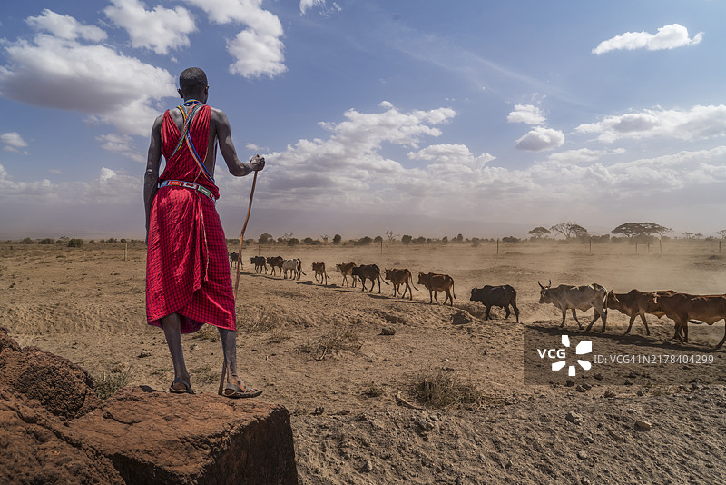 非洲马赛牧羊人照看牲畜图片素材