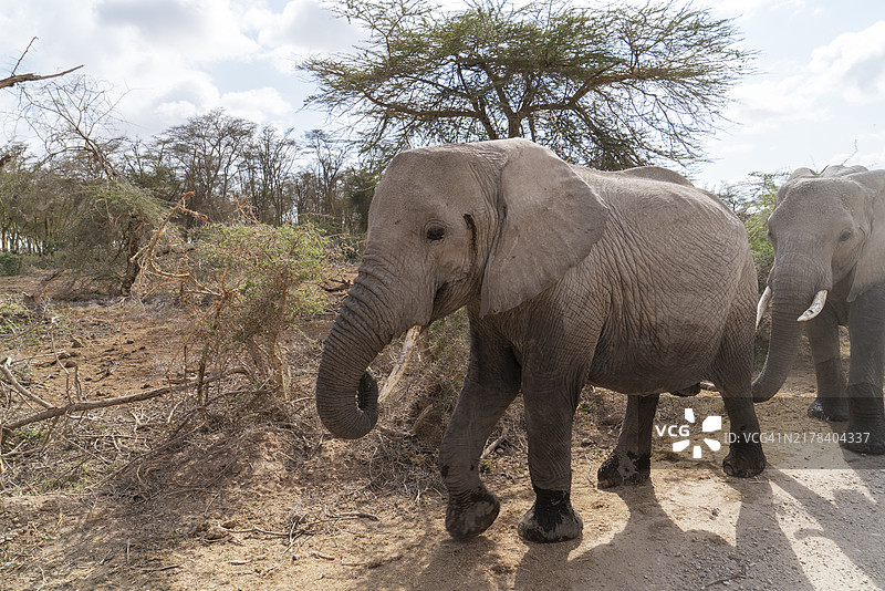 肯尼亚安博塞利国家公园里的大象图片素材